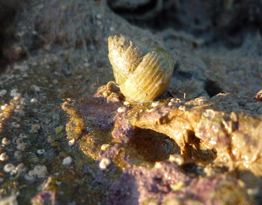 Gibbula adriatica